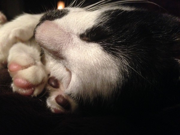 Mein Herzbube-Babu mein kleiner OHK-Kater Mein Herzbube-Babu mein kleiner OHK-Kater